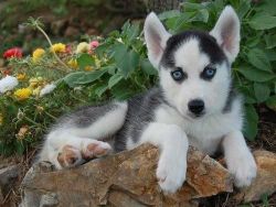 Siberian Husky Pups Akc...txetnow(xxx) xxx-xxx8