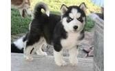 Potty Trained Siberian Husky Puppies