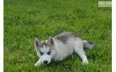 Adorable Siberian Husky Pups For free