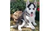 Akc Registered Siberian Husky Puppies