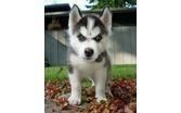 Charming Siberian Husky Puppies for free