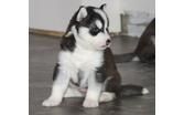 Registered Siberian Husky Puppies