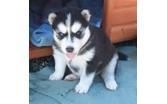 Akc-registered Siberian Husky Pups For Free