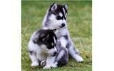 Siberian Husky Puppies - Males And Females