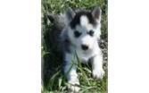 Adorable Siberian Husky puppies available