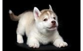Cute Male And Female Siberian Husky Puppies