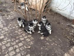 Siberian Husky puppy looking for home