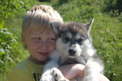 blue eyes siberian husky puppies