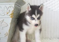 4 Siberian Husky puppies for sale