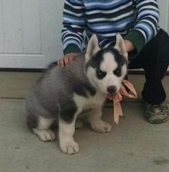 Great Siberian husky puppies available now