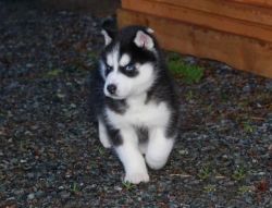 Adorable Siberian Husky Pups For Sale.