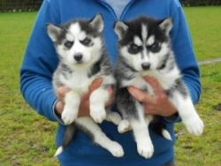 first-class Male and Female Siberian Husky