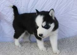 Blue Eyes Siberian Husky Puppies (xxx) xxx-xxx4