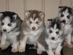 AKC Husky Puppies