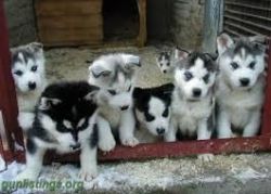 M/f Siberian Husky Pups For Pet Lovers.