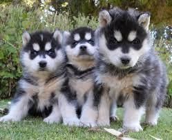 Beautiful m/f Blue eye Siberian husky puppies