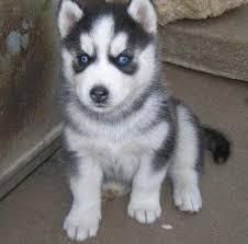 Adorable energetic Siberian husky puppy for sale