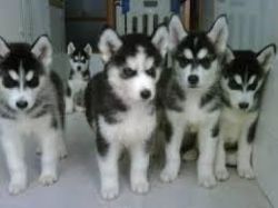 Beaufiful Ckc Siberian Husky Puppies