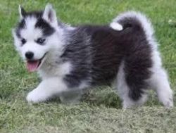 AKC Siberian Husky Puppy