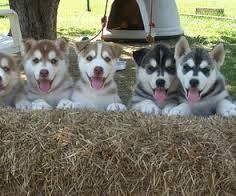 Akc Siberian Husky Puppies Beautiful!!!!!!