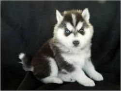 Akc Siberian Husky Puppies For Sale