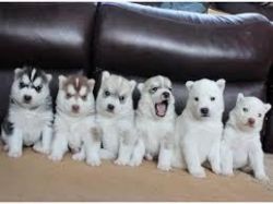 Beautiful Siberian Pups for sale