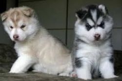 Cute Siberian Husku Pups