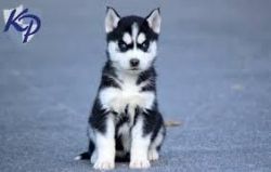Excellent Quality Siberian Husky Puppies
