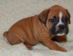 boxer puppies male and female