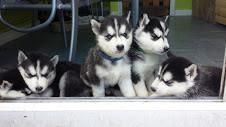 Healthy Salhalin Husky puppies for sale
