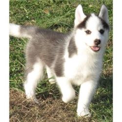 Xmas siberian husky puppies for Rehoming