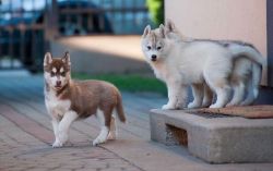 AKC Purebred Siberian Husky puppies