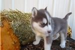 Stunning white siberian husky puppy for sale now.