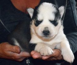 we have 8 husky pups for adoption