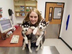 Well trained Blue eyed Siberian Husky puppies