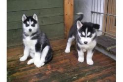 Ckc registered Siberian Husky puppies