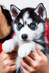 Akc registered Siberian Husky Puppies.