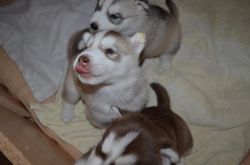 M/F Siberian husky puppies.