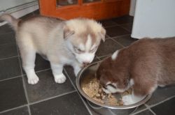 AKC registered Siberian Husky pups