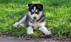 lovely Siberian husky puppies available