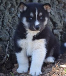 Black And White Blue Eyes Siberian Husky Pups