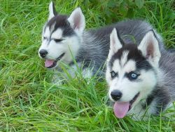 Well Trained Gorgeous Husky Puppies Available