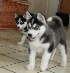 blue eye siberian husky puppies for adoption