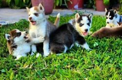 Full breed Husky puppy.