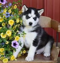 Excellent Blue Eyes Siberian Husky Puppies Ready