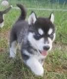 Blue Eyes Siberian Husky Puppy (xxx) xxx-xxx0