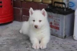 Sakhalin Husky Puppies For Adoption