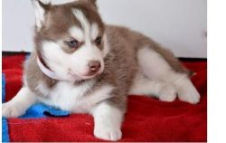 RedSiberian Husky puppies for sale