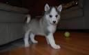 Siberian Husky Pup For Sale