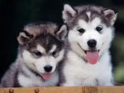 Siberian Husky puppies for a loving